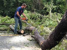 How Our Tree Care Process Works  in  Colby, WI