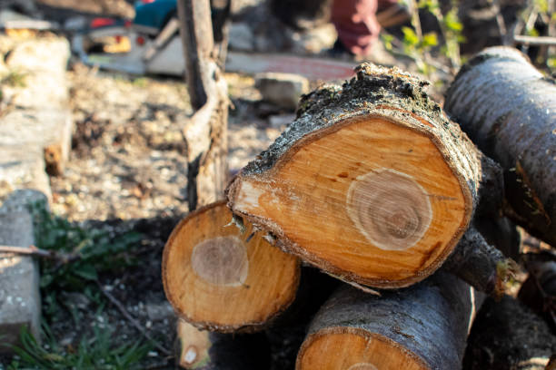 Mulching Services in Colby, WI