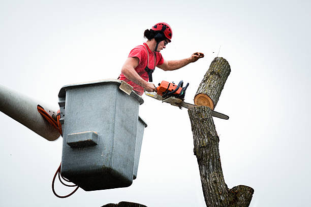 Colby, WI Tree Care Company